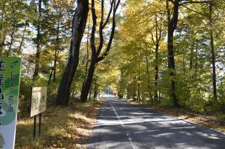 ゆりの木並木の紅葉（信州大学農学部入口）